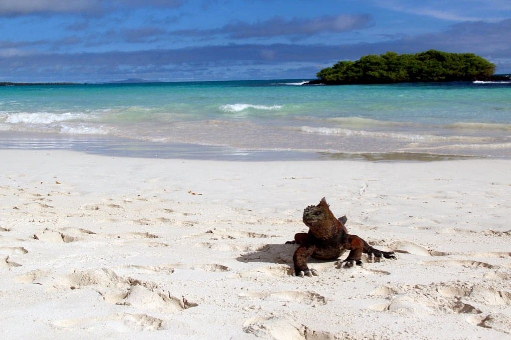 Leguan auf den Galapagos-Inseln