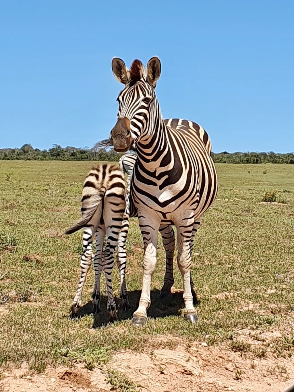 Zebras am Wegesrand